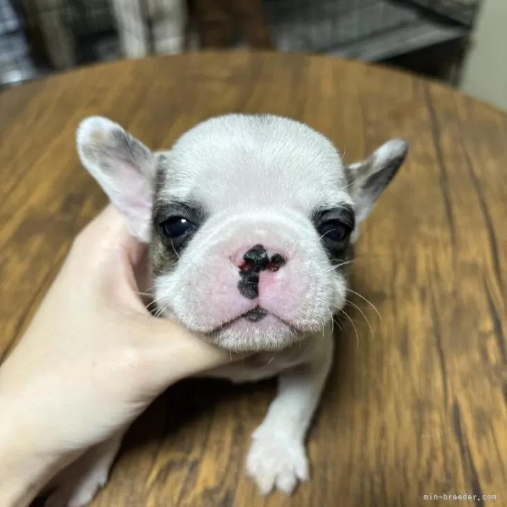 ID：2411-05330の子犬