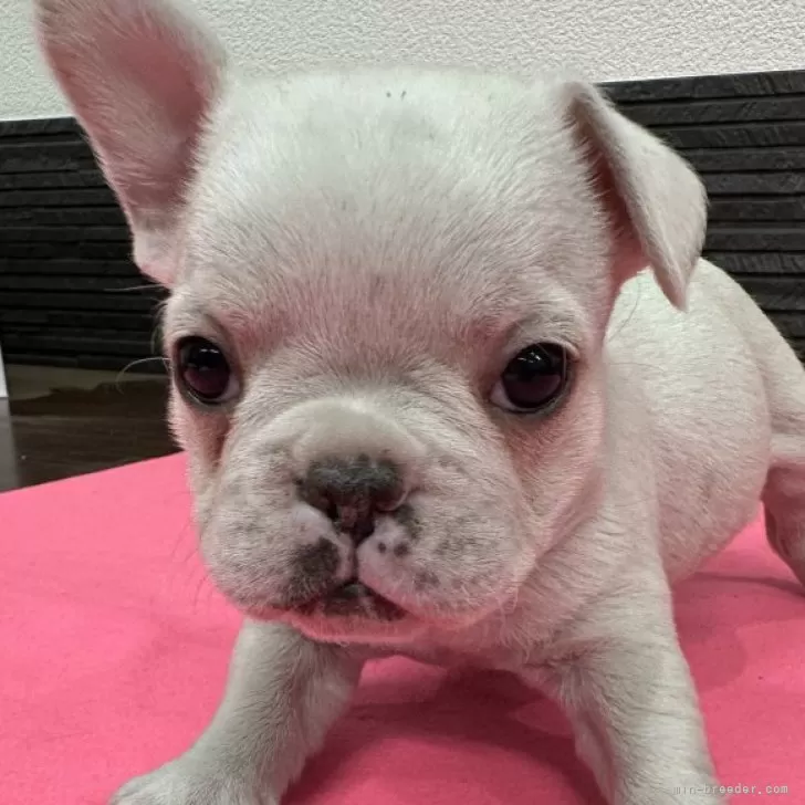 N.N 様のお迎えした子犬