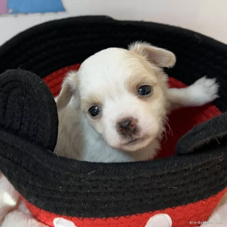 ID:2501-04263の子犬