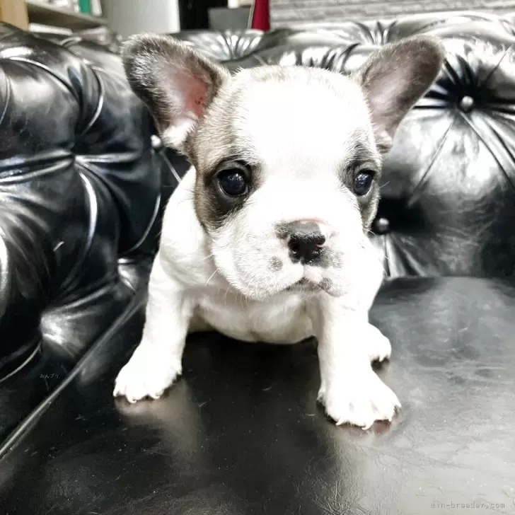 ID:2506-01760の子犬