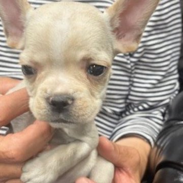 フレンチブルドッグ【栃木県・男の子・2025年8月28日・クリーム】の写真「温厚な可愛い男の子です」