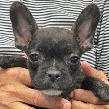 フレンチブルドッグ【栃木県・男の子・2025年8月28日・ブリンドルホワイト】の写真「温厚な可愛い男の子です」