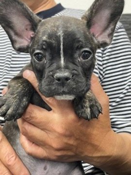 フレンチブルドッグ【栃木県・男の子・2025年8月28日・ブリンドルホワイト】の写真「温厚な可愛い男の子です」