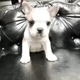 フレンチブルドッグ