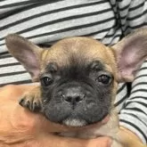 フレンチブルドッグ