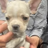 フレンチブルドッグ【栃木県・男の子・2025年8月28日・クリーム】の写真1