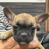 フレンチブルドッグ