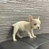 フレンチブルドッグ【栃木県・男の子・2025年8月28日・クリーム】の写真3