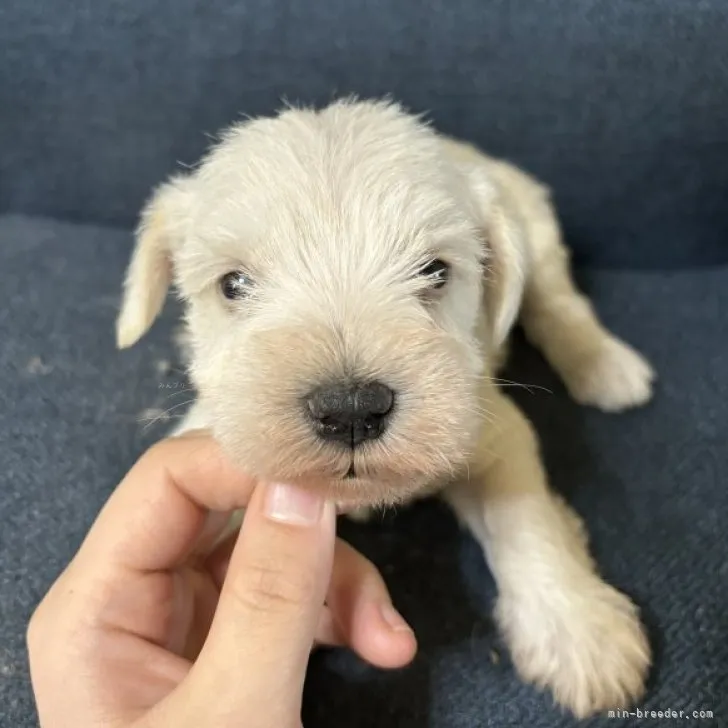 ID:2312-00962の子犬