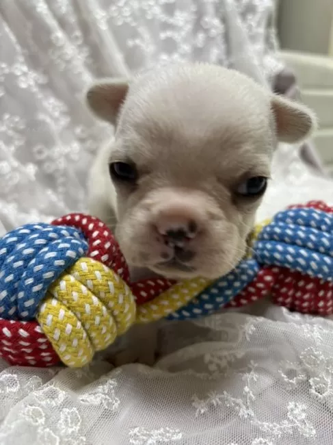 ID：2312-05206の子犬