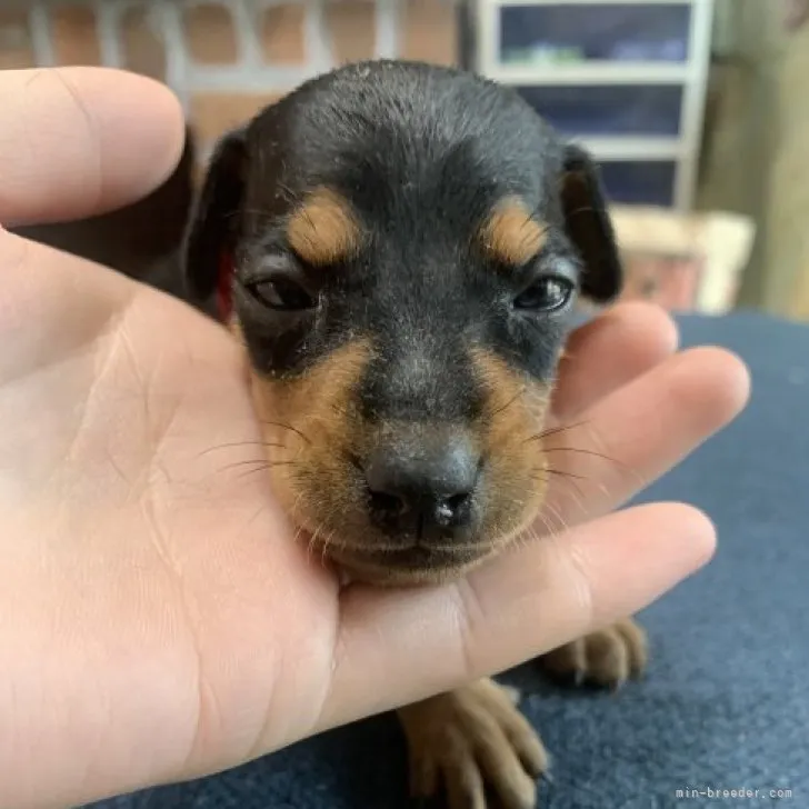 ID:2307-02302の子犬