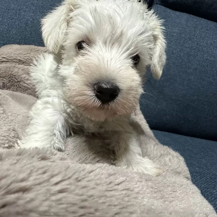 ID：2312-00961の子犬
