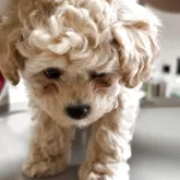 タイニープードル