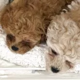 ティーカッププードル