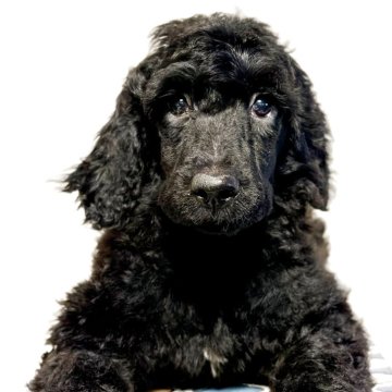 ポーチュギーズ・ウォーター・ドッグ【愛知県・男の子・2025年6月4日・ブラック】の写真「両親海外輸入犬の優良血統」