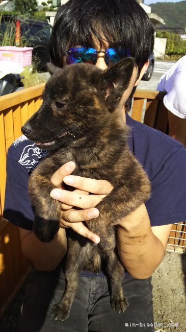甲斐犬 京都府 女の子 18年7月16日 赤虎 甲斐犬本来の赤虎毛 猪型に近い体型 みんなのブリーダー 子犬id 1809 甲斐犬 京都府 女の子 18年7月16日 赤虎 甲斐犬本来の赤虎毛 猪型に近い体型 みんなのブリーダー 子犬id 1809