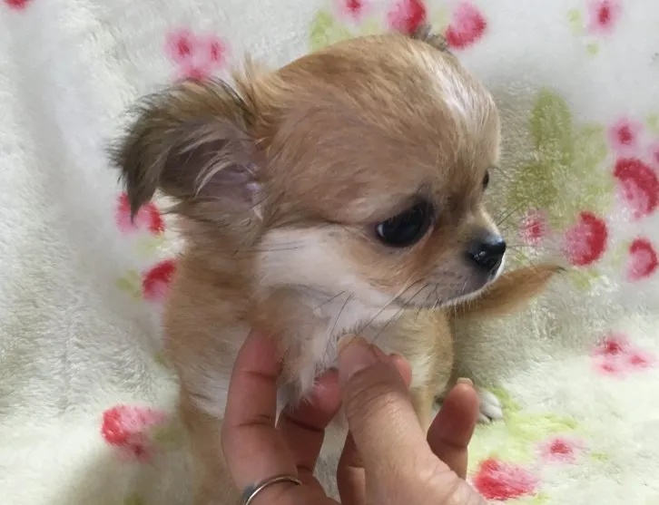 ID：1604-00001の子犬