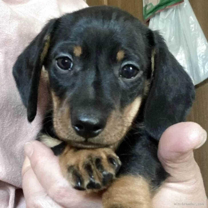 ID：2504-06732の子犬