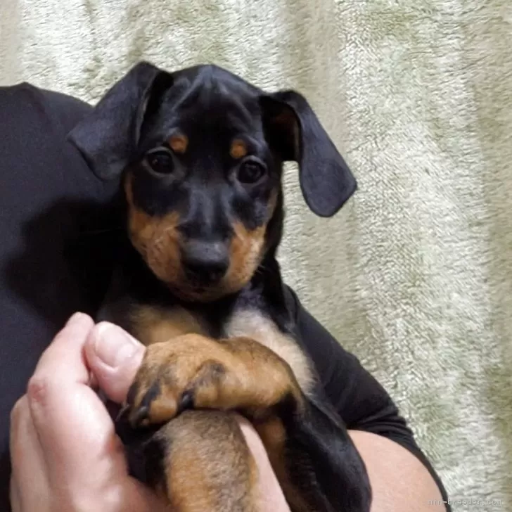 ミニチュアピンシャー【島根県・男の子・2025年9月1日・ブラックタン】の写真1「可愛い❤」