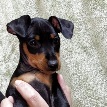 ミニチュアピンシャー【島根県・男の子・2025年9月1日・ブラックタン】の写真「小ぶりな両親から生まれました。」