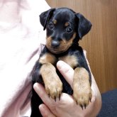 ミニチュアピンシャー