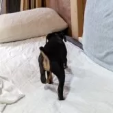 ミニチュアピンシャー【島根県・男の子・2025年9月1日・ブラックタン】の写真4