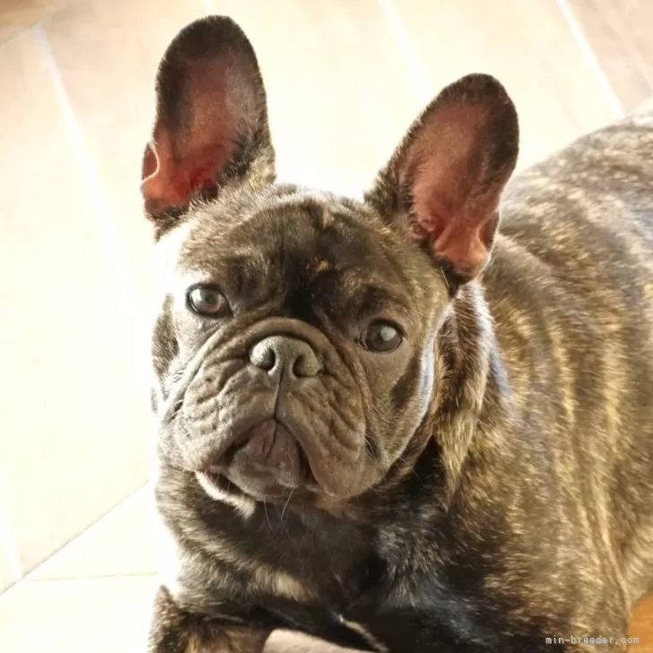 フレンチブルドッグ【神奈川県・女の子・2024年4月25日・ブリンドル】の写真1「とっても可愛い美人さん」