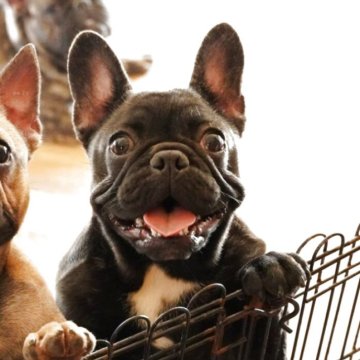 フレンチブルドッグ【神奈川県・女の子・2024年6月21日・ブリンドル 胸にエプロン】の写真「まん丸お目目の可愛い女の子」