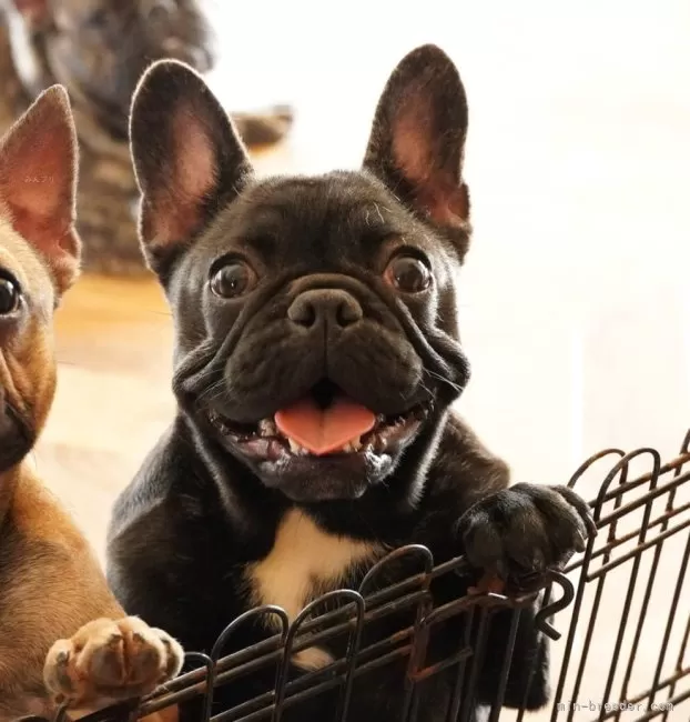 フレンチブルドッグ 置物 タイガーブリンドル胸エプロン