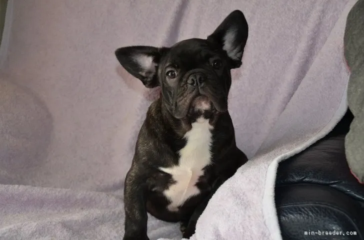 ID：1802-00683の子犬