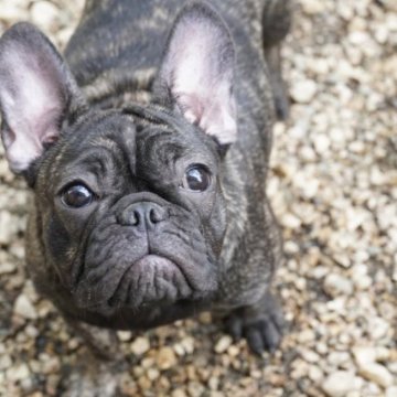 フレンチブルドッグ【神奈川県・女の子・2023年2月13日・ブリンドル】の写真「容姿抜群！良血統！」