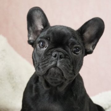 フレンチブルドッグ【神奈川県・男の子・2023年2月3日・ブリンドル】の写真「健康優良児！自信を持ってお勧め致しまで！」