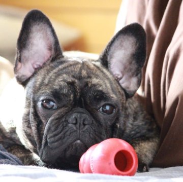 フレンチブルドッグ【神奈川県・女の子・2023年2月13日・ブリンドル】の写真「容姿抜群！良血統！キレイなタイガーブリンドル」