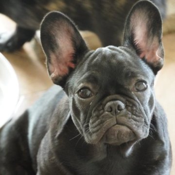 フレンチブルドッグ【神奈川県・女の子・2023年2月3日・ブリンドル】の写真「健康優良児！自信を持ってお勧め致しまで！」