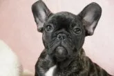 フレンチブルドッグ【神奈川県・男の子・2023年2月3日・ブリンドル】の写真3「甘えん坊で人懐っこい男の子です(#^^#)」