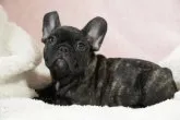 フレンチブルドッグ【神奈川県・男の子・2023年2月3日・ブリンドル】の写真5「惚れ惚れするフレンチブルドッグらしい子供です(^_-)-☆」