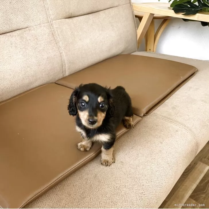 H.Y 様のお迎えした子犬