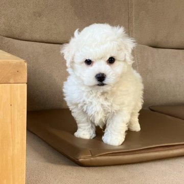 ビションフリーゼ【鹿児島県・男の子・2025年1月27日・ホワイト】の写真「長男🐶綺麗なホワイト」