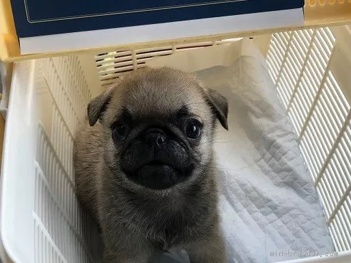 カワタツ 様のお迎えした子犬