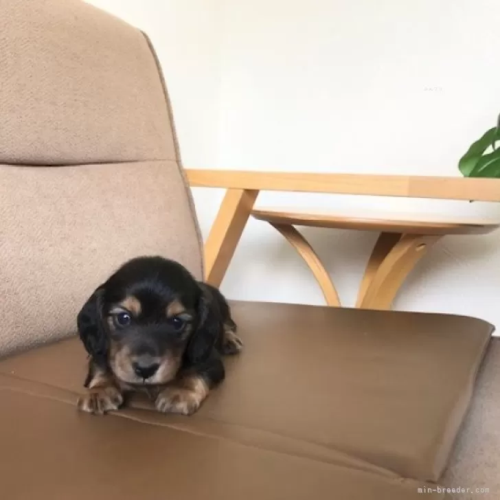 ID:2403-02495の子犬