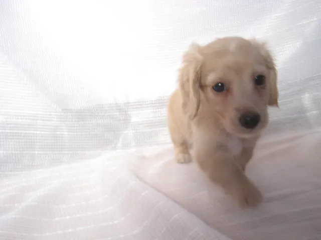 ID：1307-00560の子犬