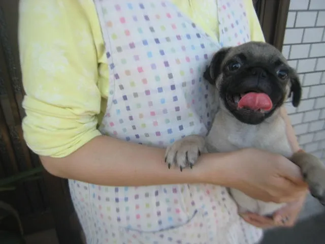 ID:1307-00224の子犬