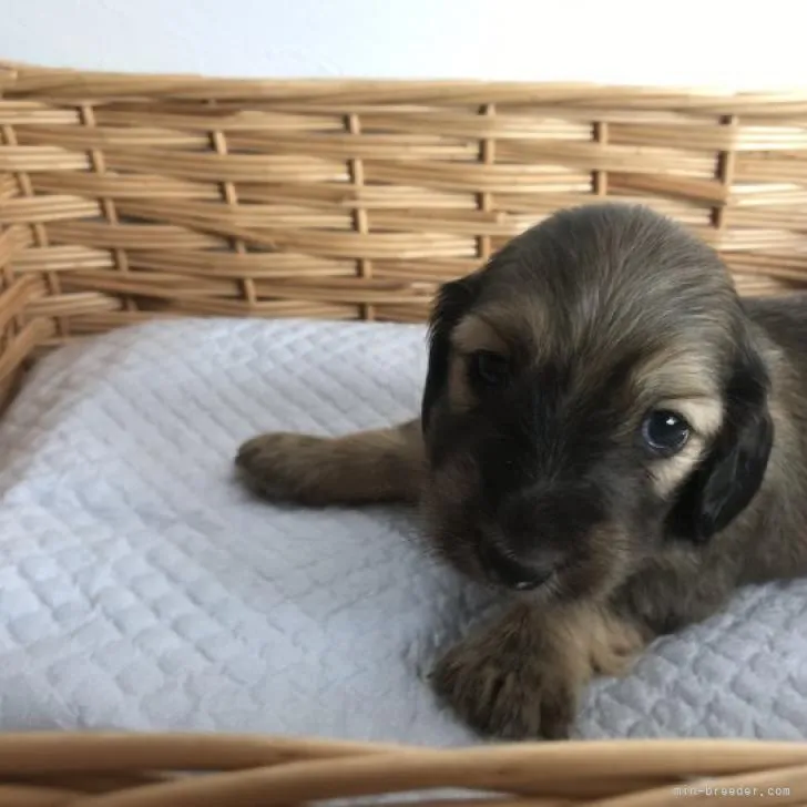ID:2207-00791の子犬