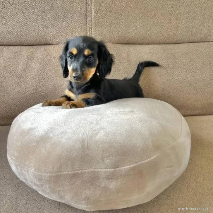 ID：2208-02941の子犬