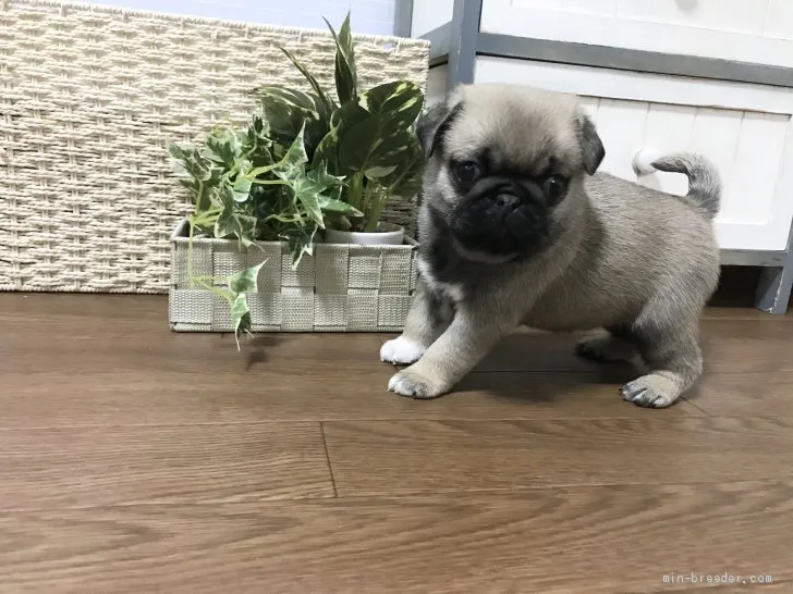 バロン 様のお迎えした子犬