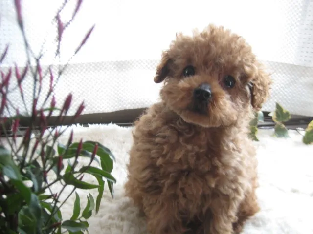 ID:1302-00560の子犬