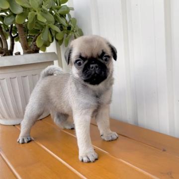 パグ【鹿児島県・男の子・2022年8月1日・フォーン】の写真「むちむちboy」