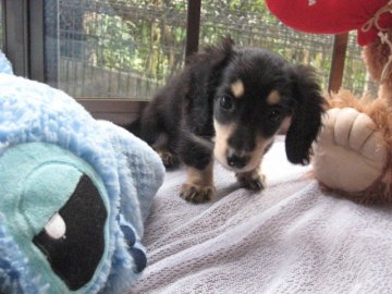 カニンヘンダックスフンド(ロング)【鹿児島県・男の子・2012年4月29日・ブラッククリーム】の写真「」