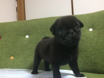パグ【鹿児島県・男の子・2017年7月17日・ブラック】の写真「黒パグの男の子」