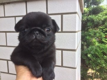 パグ【鹿児島県・男の子・2017年6月6日・フォーン】の写真「すでに超美形なパグボーイ」